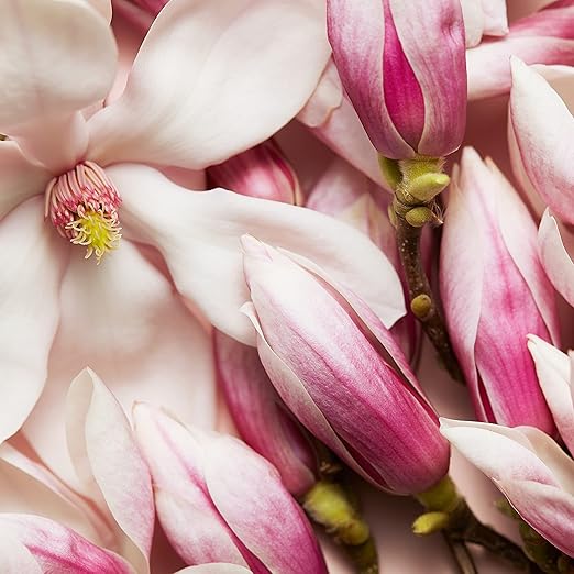 Escada Celebrate Now Eau De Parfum Spray 80ml